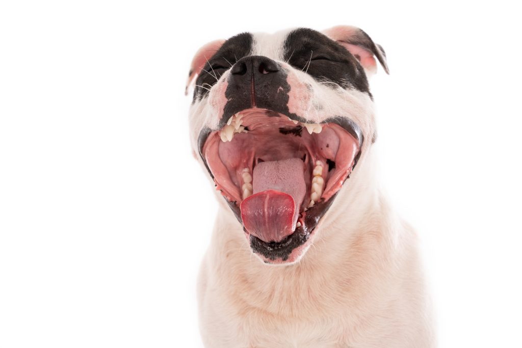 Cachorro com a boca aberta, para falar sobre os sinais da gengivite em pets