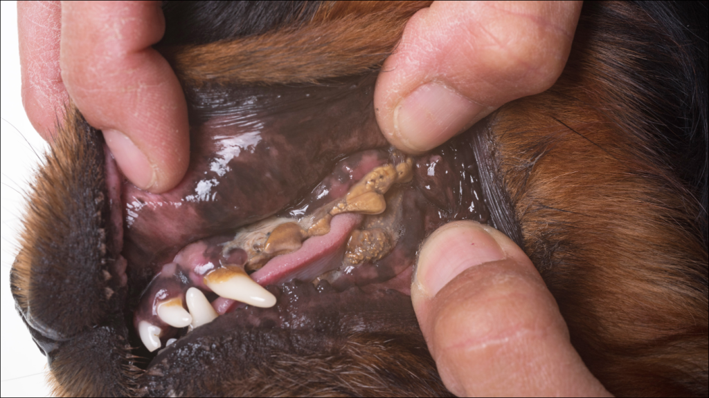Veterinário mostrando a dentição do cachorro, para falar sobre a doença periodontal avançada em pets