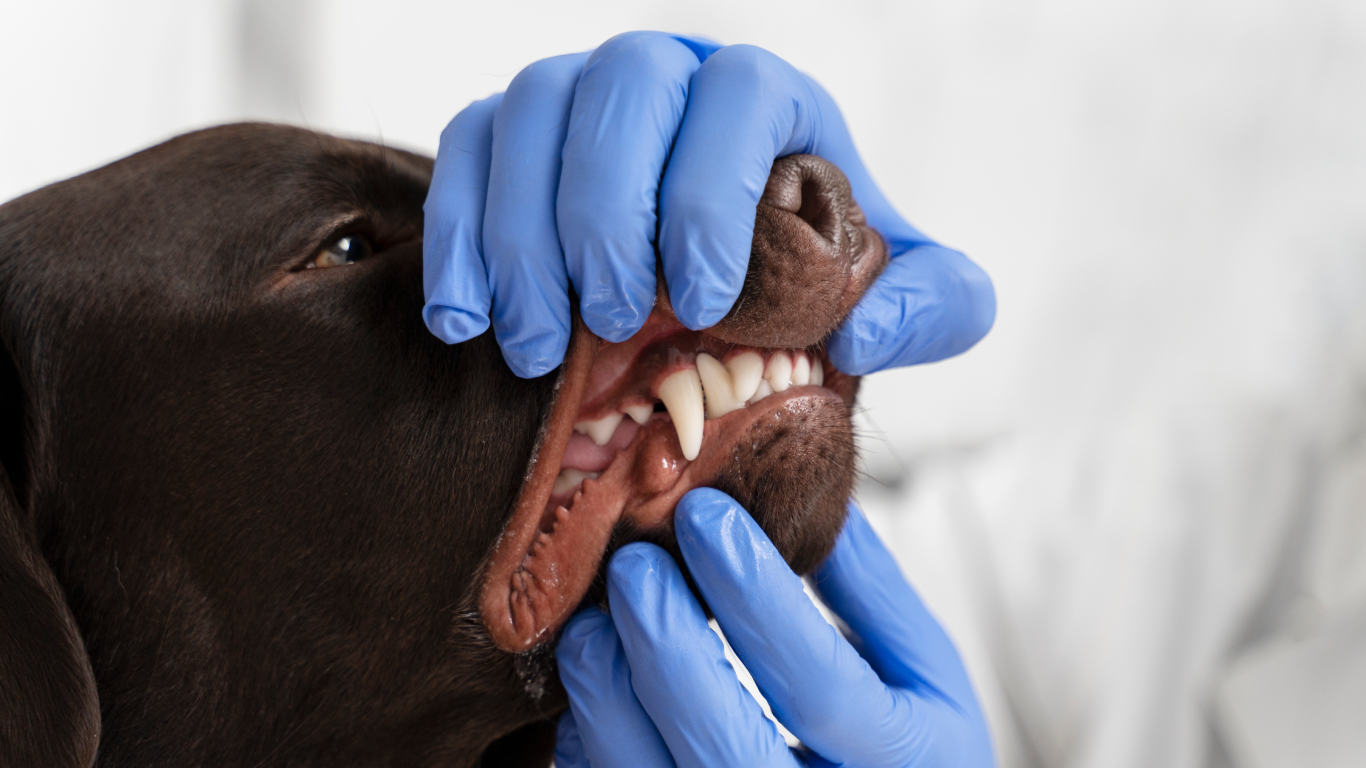 Dentista veterinário mostrando a boca do cachorro, para falar sobre a higiene bucal em pets