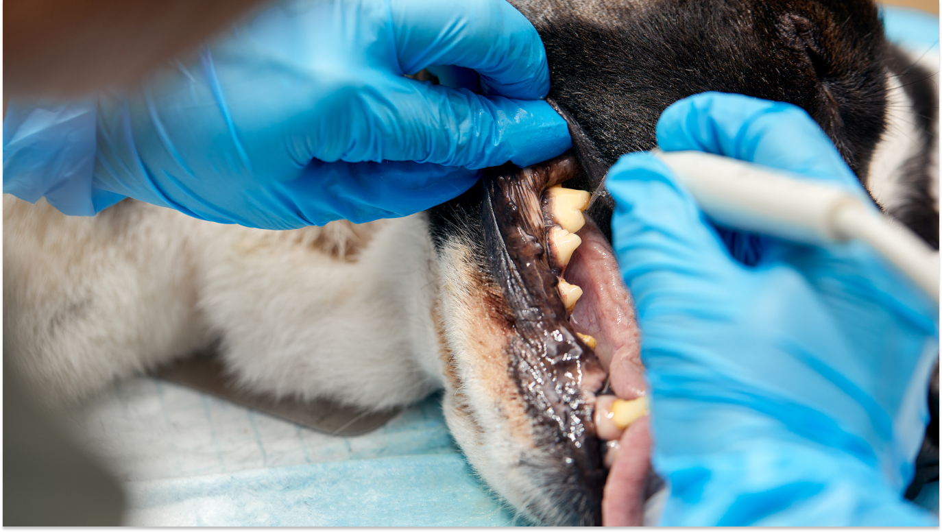 Profissional mostrando dentes do cachorro, para falar sobre a remoção de tártaro em cães e gatos