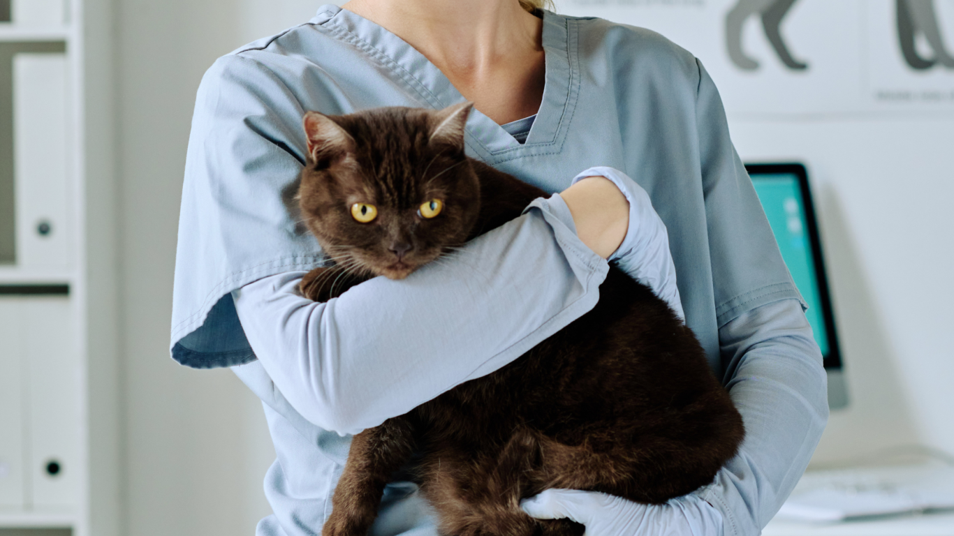 Profissional segurando um gato no colo, para falar sobre quanto tempo leva o tratamento para câncer em cães e gatos