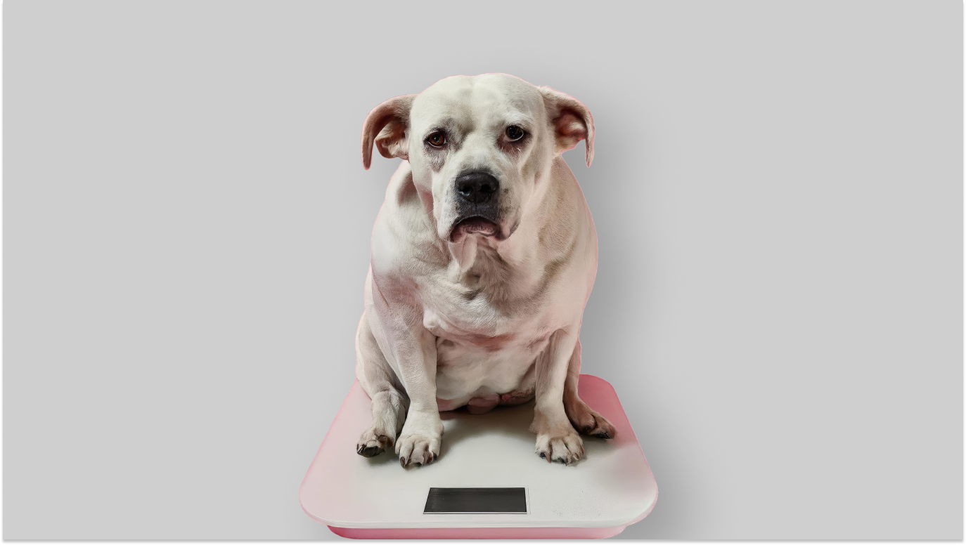 Cachorro triste sobre a balança, para falar da perda de peso em cães e gatos