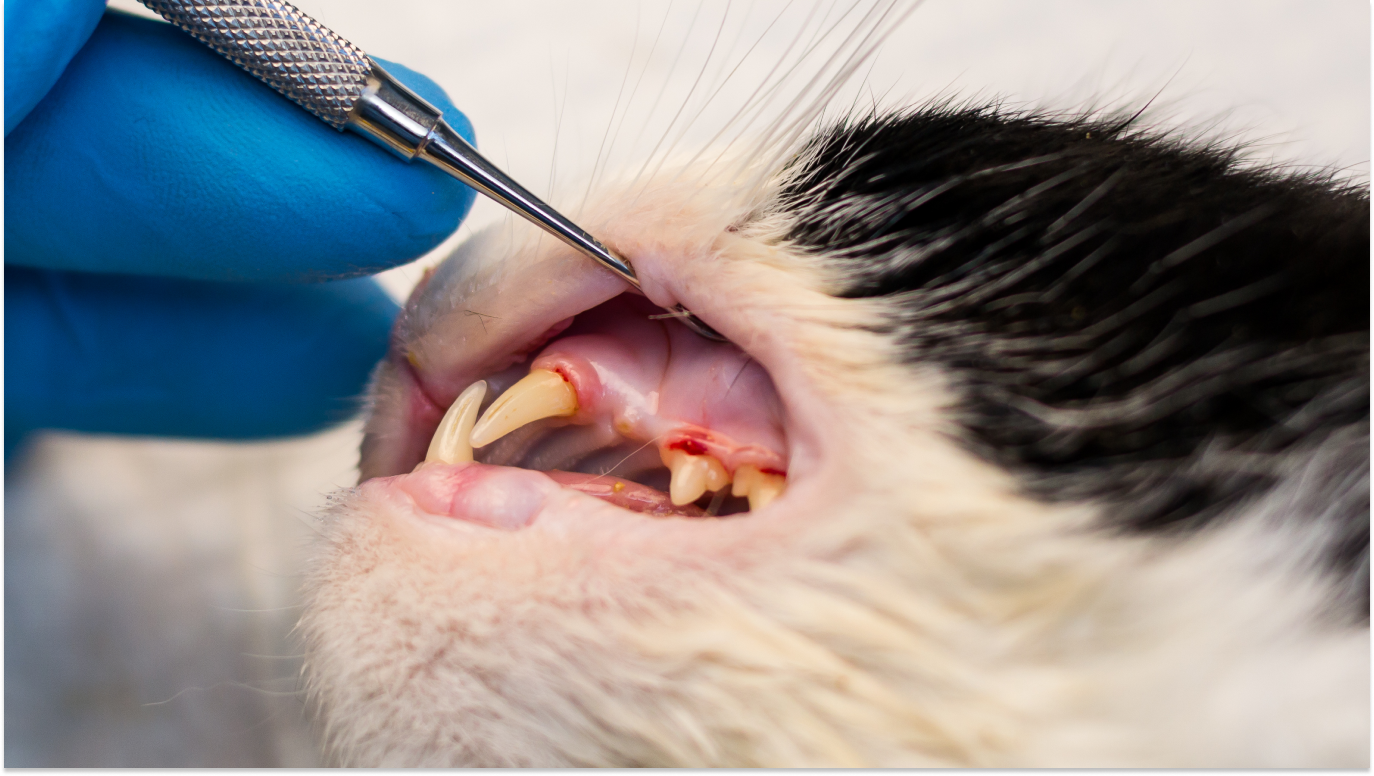 Infecção bucal em cães e gatos: quais os sinais?