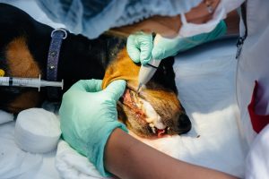 Tratamento de canal dentário em pets.
