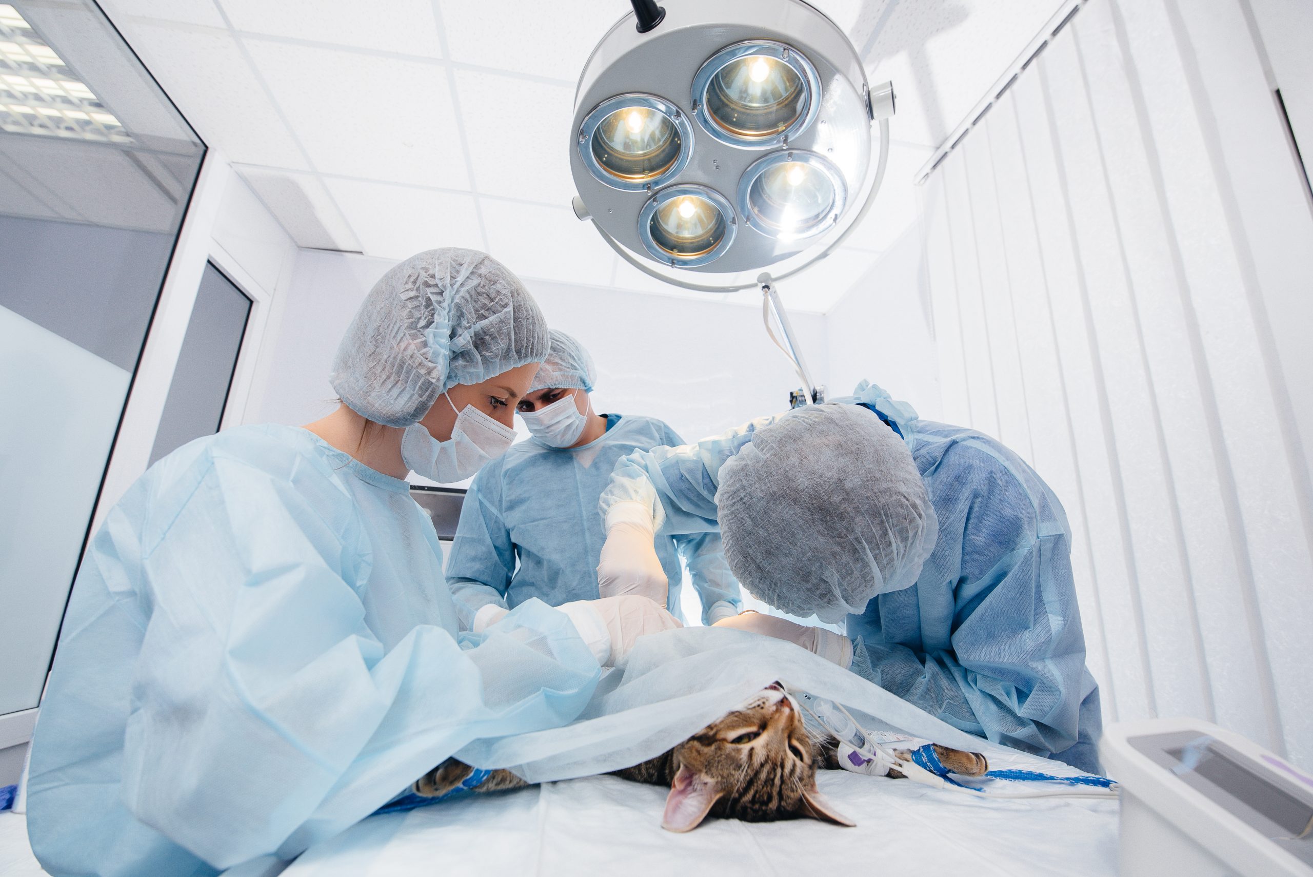 Médicos veterinários operando um gato, para falar sobre a cirurgia oncológica em pets