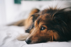Cacchorro deitado com expressão desanimada, para falar sobre sopros cardíacos em pets