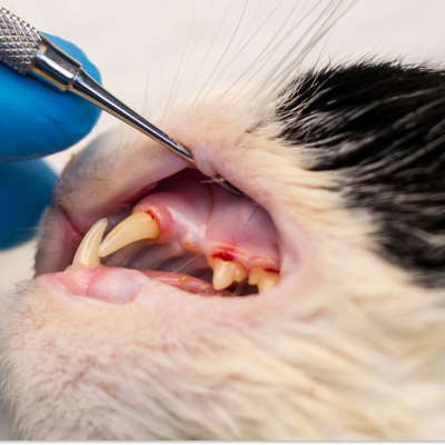 Blog (1) (2) Veterinária tratando uma infecção bucal em gato