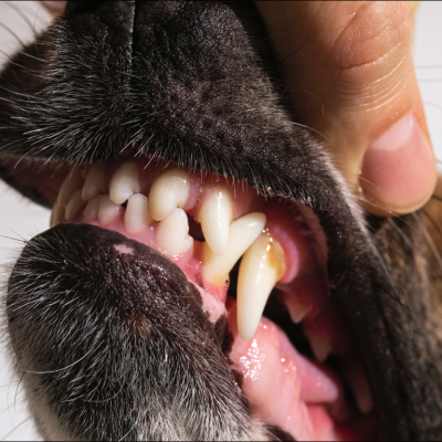 Cachorro com tártaro, para introduzir o assunto "como identificar tártaro em pet".