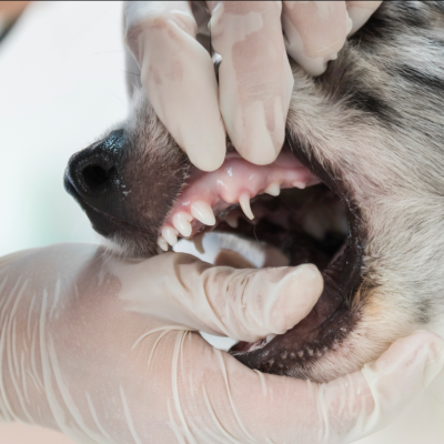 Blog (2) (1) Médico examinando boca do cachorro, para falar sobre a limpeza de tártaro em cães e gatos