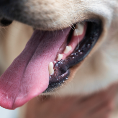 Cachorro com a boca aberta, pronto para limpeza de tártaro no pet.