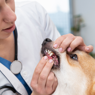 Veterinária examinando boca do pet, para falar sobre a anestesia no tratamento