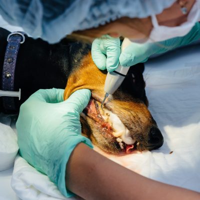 Tratamento de canal dentário em pets.